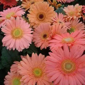 Gerbera Mega Revolution Champagne Flower Seeds