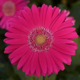 Gerbera Mega Revolution Deep Rose Light Eye Flower Seeds