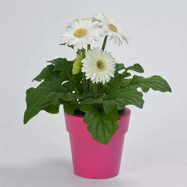 Gerbera Mega Revolution White with Light Eye Flower Seeds