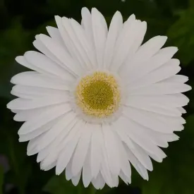 Gerbera Mega Revolution White with Light Eye Flower Seeds